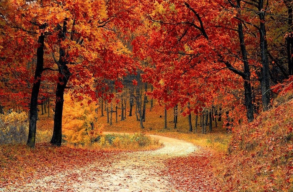 A path between red trees