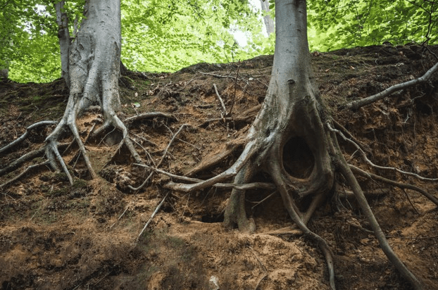 Closeup of tree roots in the ground in a forest under the sunlight