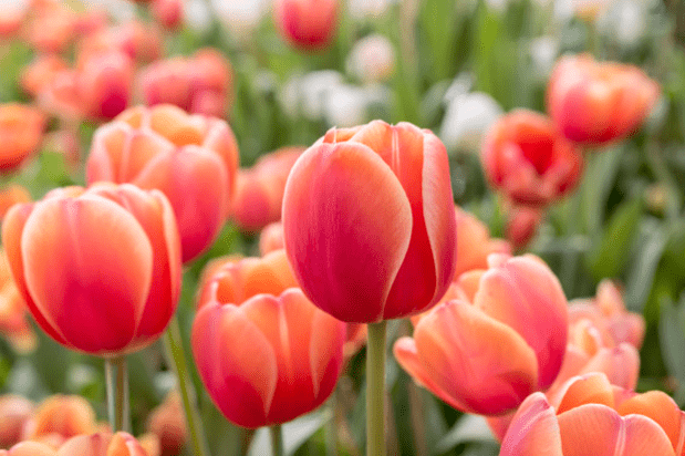 Red-orange tulips in the flower bed in springtime at Rayong