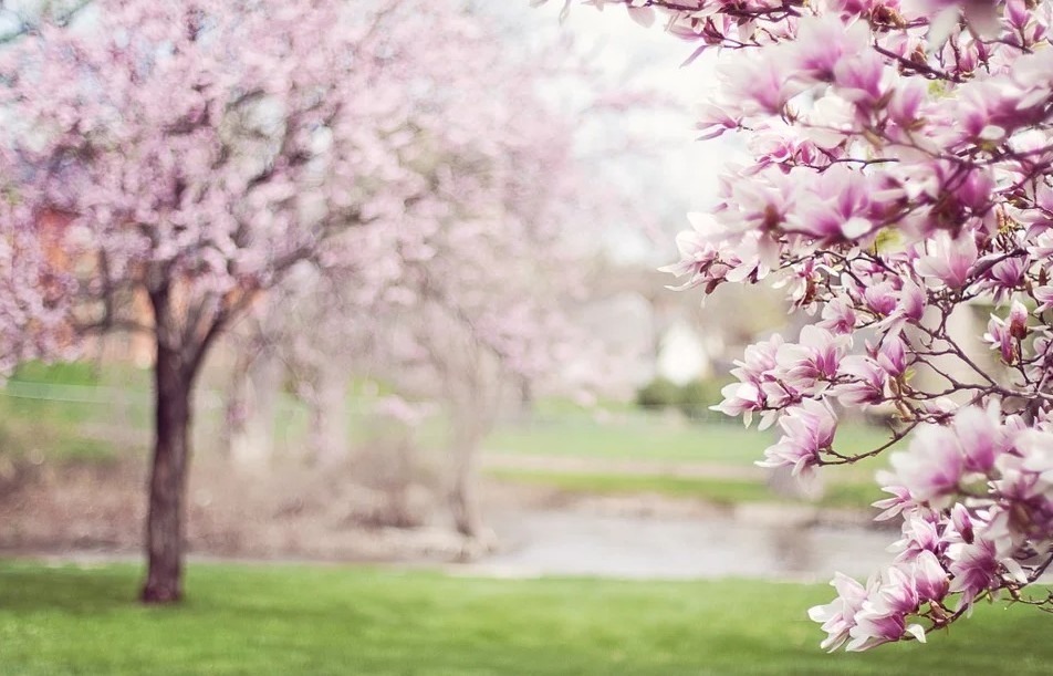 Cherry blossoms trees