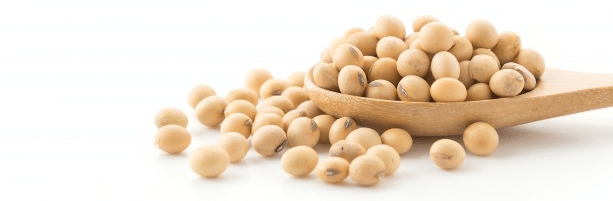 A wooden spoon with Soybeans overloaded on it.