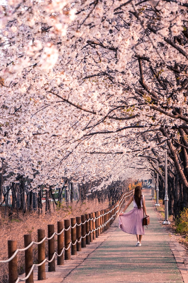A woman standing near cherry blossom trees