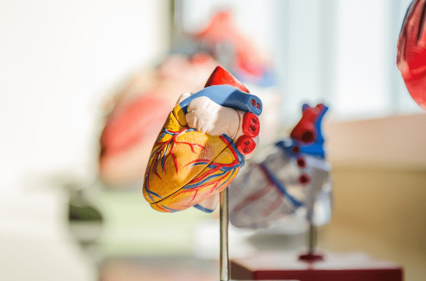 Heart model held by a stand.