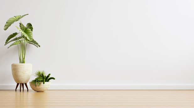 Whitewall empty room with plants on a floor