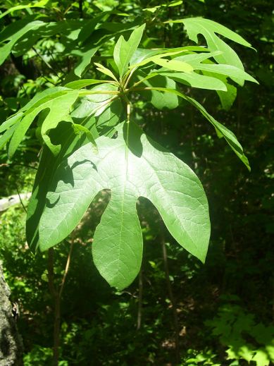 Sassafras leaves, source of filé powder used in Gumbo Soup.